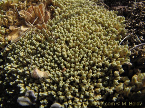 Bild von Pycnophyllum molle (). Klicken Sie, um den Ausschnitt zu vergrössern.