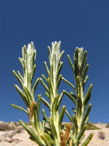 Asteraceae sp. #2094의 사진