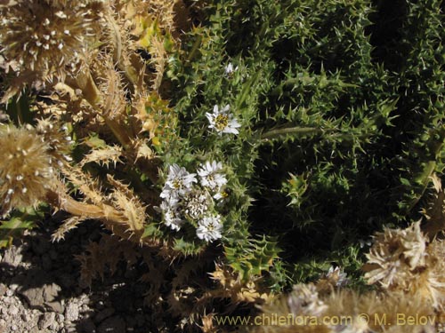 Leucheria daucifoliaの写真