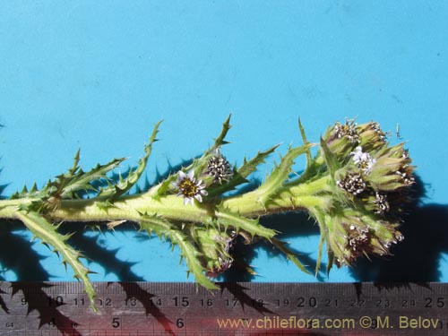 Фотография Leucheria daucifolia (). Щелкните, чтобы увеличить вырез.