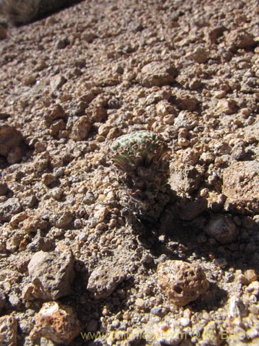 Bild von Nototriche estipulata (). Klicken Sie, um den Ausschnitt zu vergrössern.