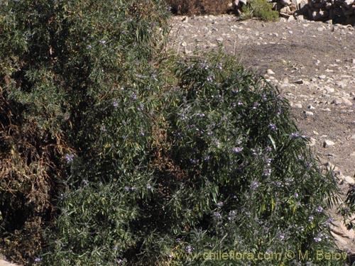 Bild von Solanum nitidum (). Klicken Sie, um den Ausschnitt zu vergrössern.