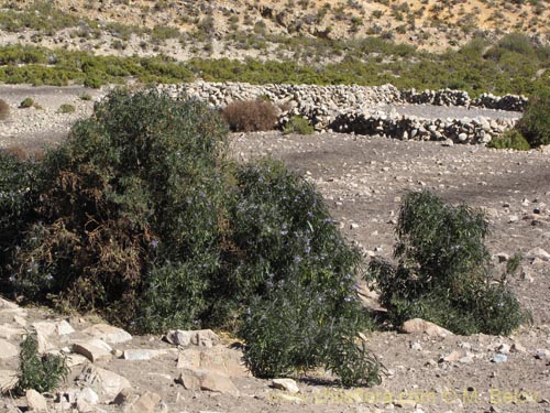 Image of Solanum nitidum (). Click to enlarge parts of image.