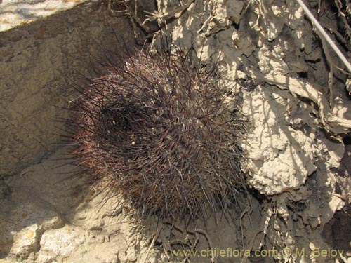 Image of Neowerdermannia chilensis (). Click to enlarge parts of image.