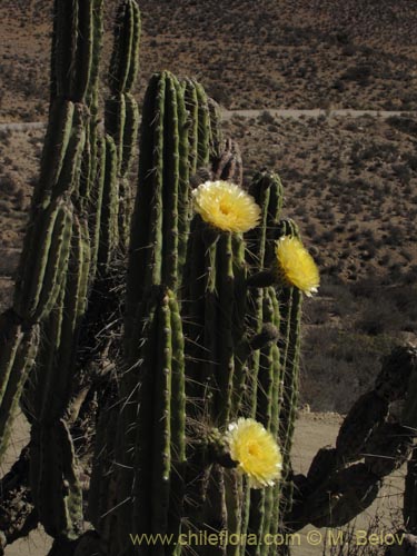 Imágen de Corryocactus brevistylus (Guacalla). Haga un clic para aumentar parte de imágen.