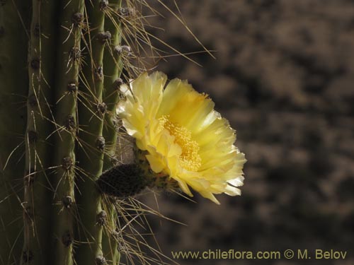 Imágen de Corryocactus brevistylus (Guacalla). Haga un clic para aumentar parte de imágen.