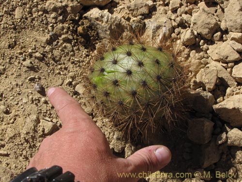 Imágen de Corryocactus brevistylus (Guacalla). Haga un clic para aumentar parte de imágen.