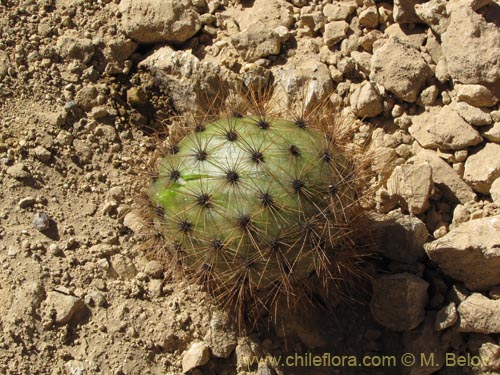 Bild von Corryocactus brevistylus (Guacalla). Klicken Sie, um den Ausschnitt zu vergrössern.