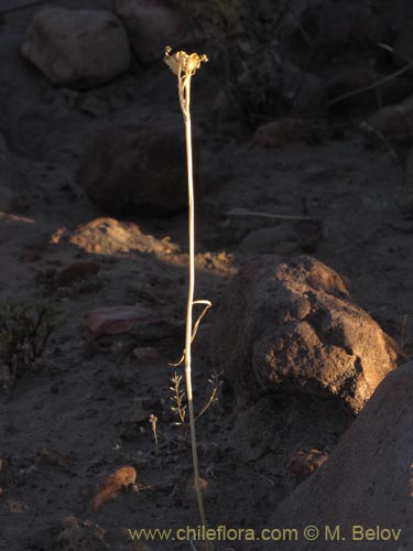 Imágen de Mastigostyla cyrtophylla (). Haga un clic para aumentar parte de imágen.