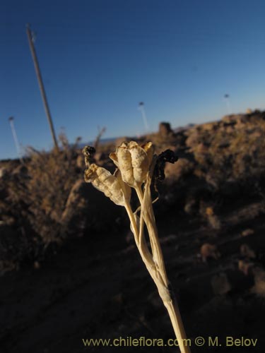 Image of Mastigostyla cyrtophylla (). Click to enlarge parts of image.