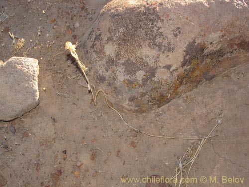 Imágen de Mastigostyla cyrtophylla (). Haga un clic para aumentar parte de imágen.