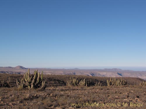 Imágen de Corryocactus brevistylus (Guacalla). Haga un clic para aumentar parte de imágen.