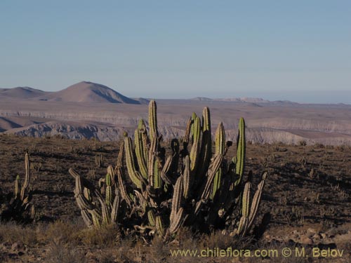 Imágen de Corryocactus brevistylus (Guacalla). Haga un clic para aumentar parte de imágen.