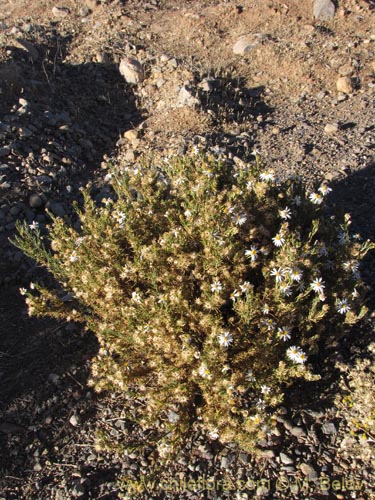 Bild von Asteraceae sp. #Z 9003 (). Klicken Sie, um den Ausschnitt zu vergrössern.