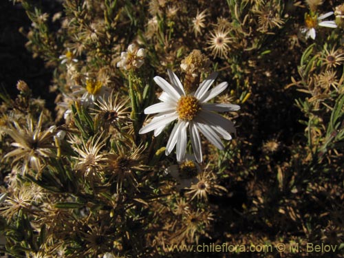 Asteraceae sp. #Z 9003的照片