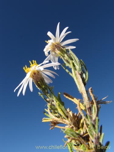 Asteraceae sp. #Z 9003의 사진