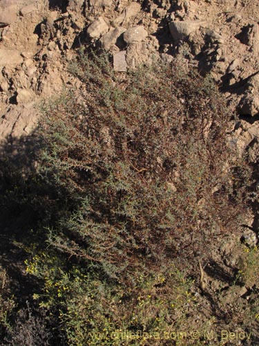 Bild von Adesmia spinosissima (). Klicken Sie, um den Ausschnitt zu vergrössern.