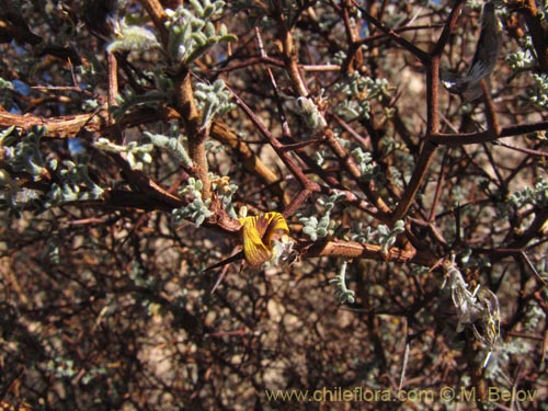 Bild von Adesmia spinosissima (). Klicken Sie, um den Ausschnitt zu vergrössern.