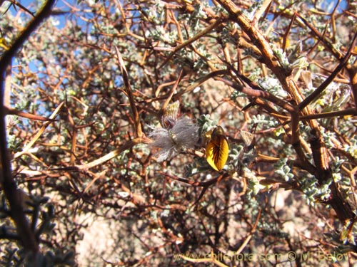 Bild von Adesmia spinosissima (). Klicken Sie, um den Ausschnitt zu vergrössern.