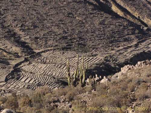 Imágen de Corryocactus brevistylus (Guacalla). Haga un clic para aumentar parte de imágen.