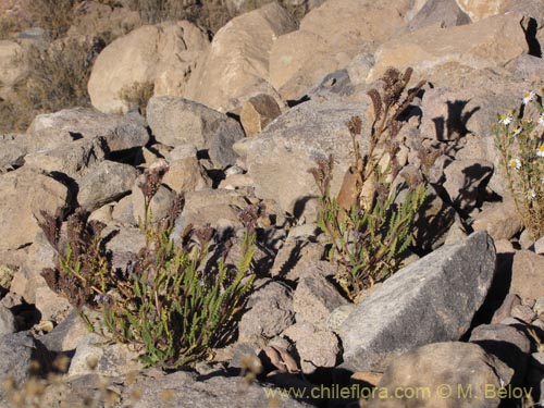 Imágen de Phacelia setigera (). Haga un clic para aumentar parte de imágen.