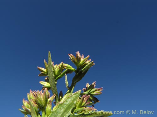 Asteraceae sp. #2092の写真