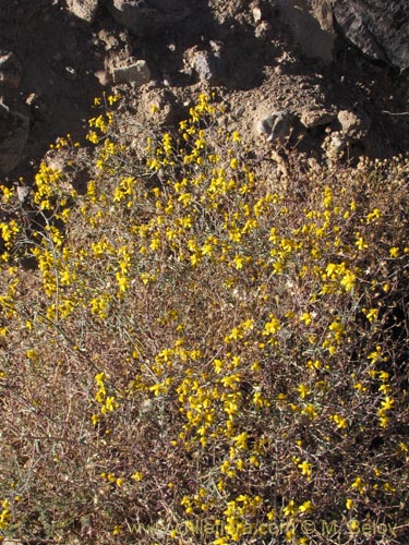 Imágen de Senecio sp. #2047 (). Haga un clic para aumentar parte de imágen.