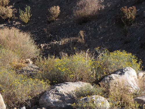 Imágen de Senecio sp. #2047 (). Haga un clic para aumentar parte de imágen.