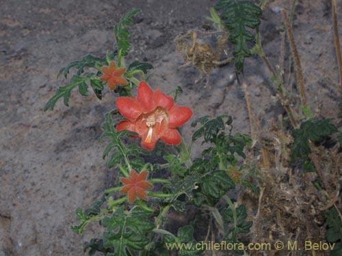 Imágen de Caiophora chuquitensis (Ortiga). Haga un clic para aumentar parte de imágen.