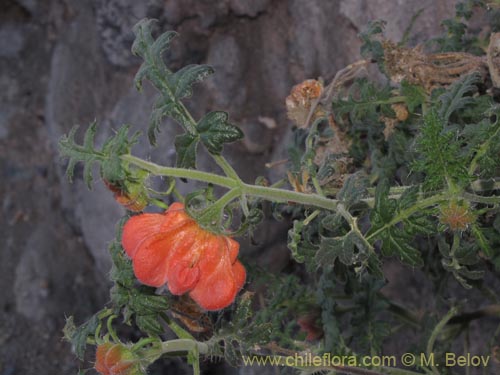 Bild von Caiophora chuquitensis (Ortiga). Klicken Sie, um den Ausschnitt zu vergrössern.