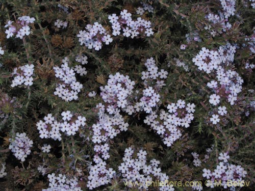 Verbenaceae sp. #2066의 사진