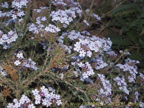 Bild von Verbenaceae sp. #2066 (). Klicken Sie, um den Ausschnitt zu vergrössern.