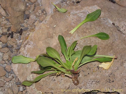 Image of Valeriana sp. #2026 (). Click to enlarge parts of image.