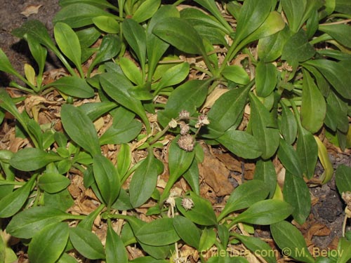 Image of Valeriana sp. #2026 (). Click to enlarge parts of image.