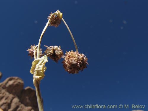 Valeriana sp. #2026の写真