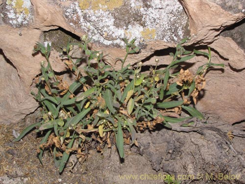 Фотография Asteraceae sp. #2027 (). Щелкните, чтобы увеличить вырез.
