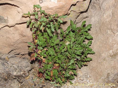 Image of Unidentified Plant sp. #2028 (). Click to enlarge parts of image.
