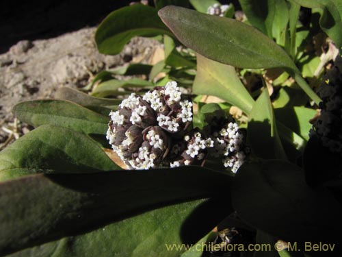 Image of Valeriana sp. #2026 (). Click to enlarge parts of image.