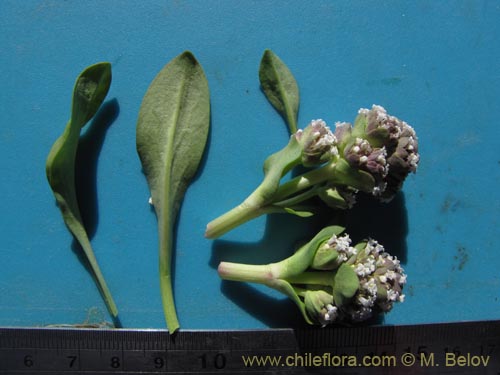 Imágen de Valeriana sp. #2026 (). Haga un clic para aumentar parte de imágen.