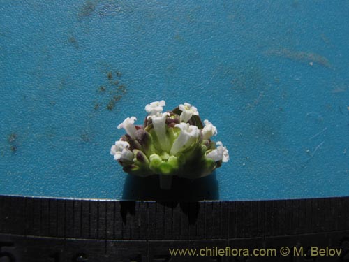 Valeriana sp. #2026의 사진