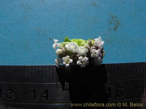 Valeriana sp. #2026的照片