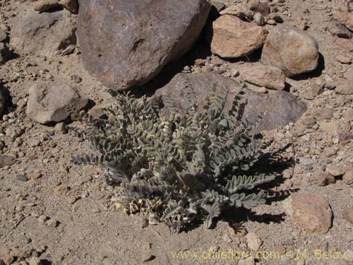 Image of Astragalus (). Click to enlarge parts of image.