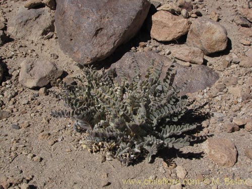 Image of Astragalus sp. #2025 (). Click to enlarge parts of image.