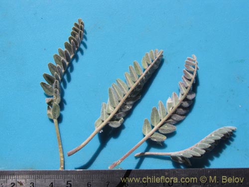Astragalus的照片