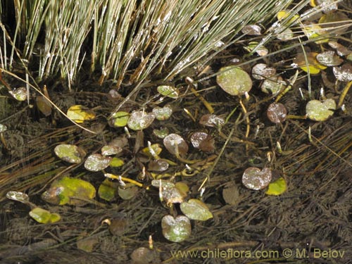 未確認の植物種 sp. #2091の写真