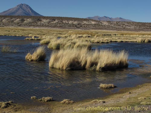 Image of Festuca hypsophila (). Click to enlarge parts of image.