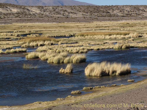 Festuca hypsophila的照片