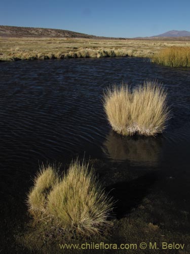 Festuca hypsophila의 사진