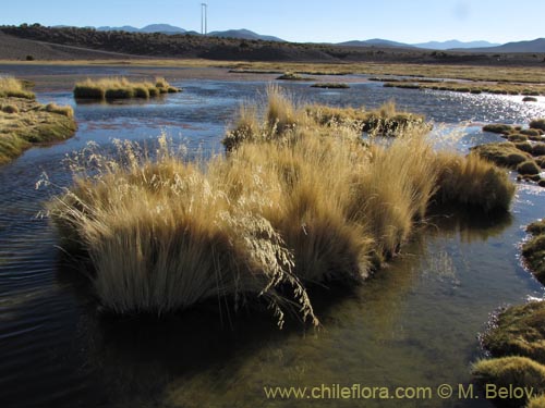 Festuca hypsophila的照片