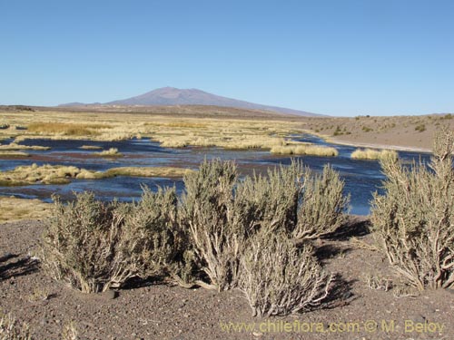 Image of Acantholippia punensis (). Click to enlarge parts of image.